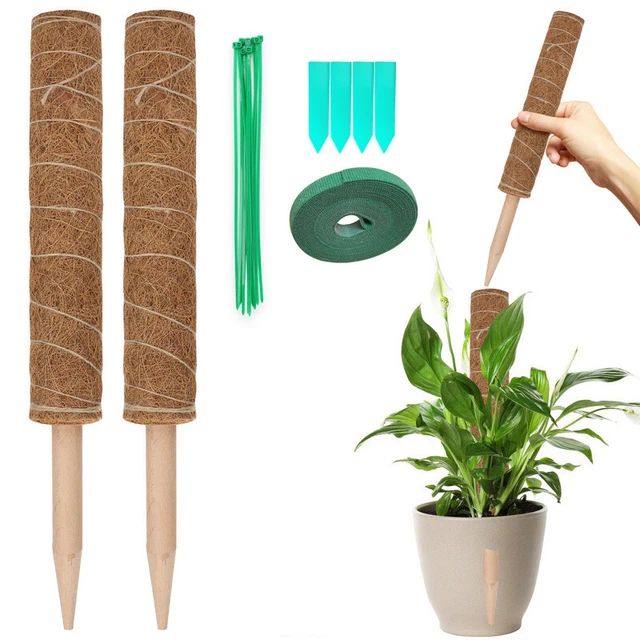 Pflanzstab Kokos Rankstab Monstera 2 Stück für Zimmerpflanzen Rankhilfe 2er Set