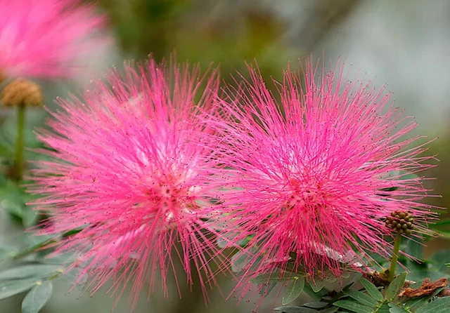 MIMOSA TREE -  Silk Tree