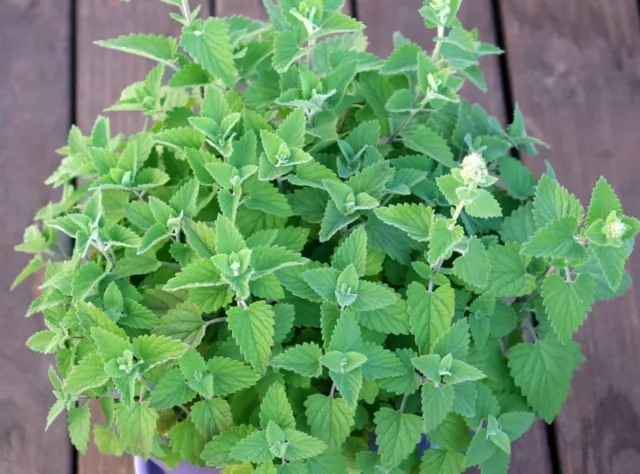 Catnip Seeds- Organic- Your cat will love you-    400+ 2021 Seeds Grown in '20