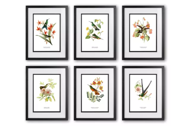 Vintage Hummingbird Print Set of 6 Louis Victor Bévalet Bird Poster -  Unframed