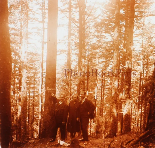 FRANCE Famille dans une forêt c1930 Photo Plaque de verre Stereo Vintage V17T15n