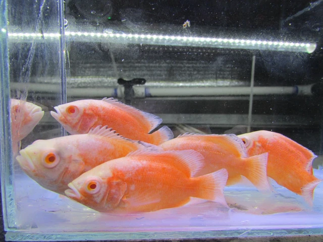 live tropical fish for sale  Ruby red Oscar 2 inch. 4 fish