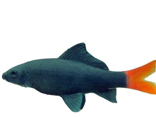 1 REDTAIL(shark) AND 1 RAINBOW(shark) LIVE AQUARIUM FISH ACTIVE SMALL SCAVENGER 3
