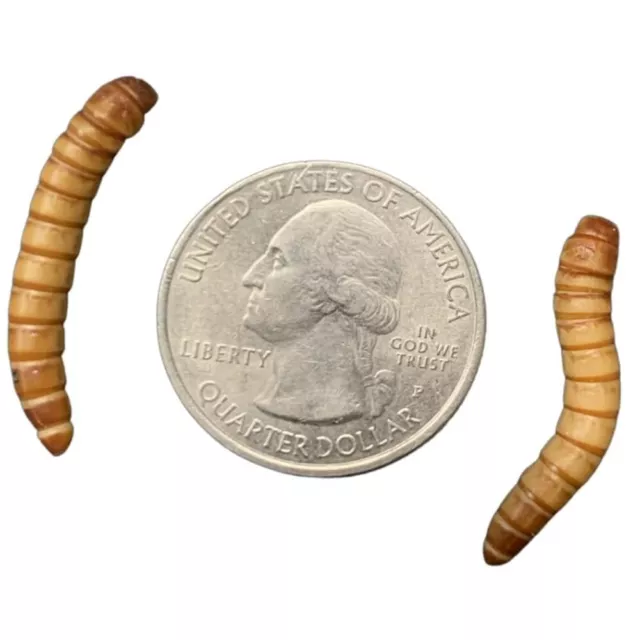 250 Live Giant Mealworms Free Shipping Live Arrival Guarantee