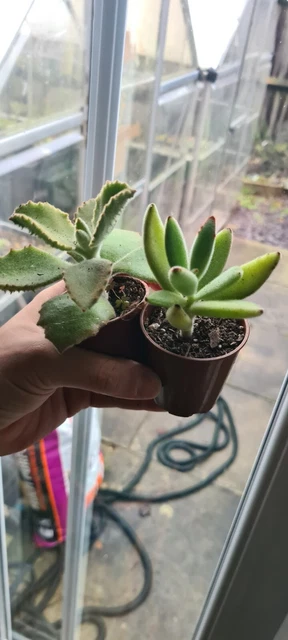 Kalanchoe Tomentosa /Beharensis