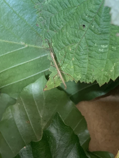 Stick Insects X5 Recently Hatched            Sold As Live Food As Per eBay Rules