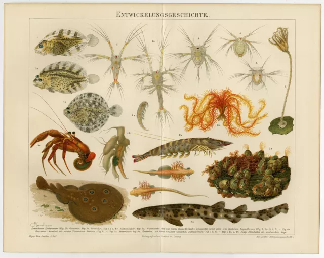 Antiker Druck - Ein Überblick über die Embryologie - Frosch-Entwicklungsgeschichte-Meyers-1895 2