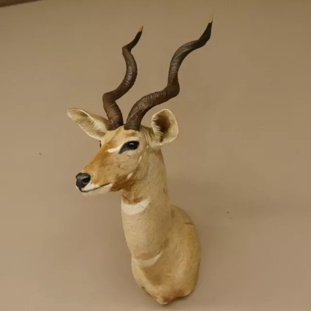 Kudu Kopf Präparat Antilope Afrika Kopfpräparat Hornlänge 68cm taxidermy  #95.2.