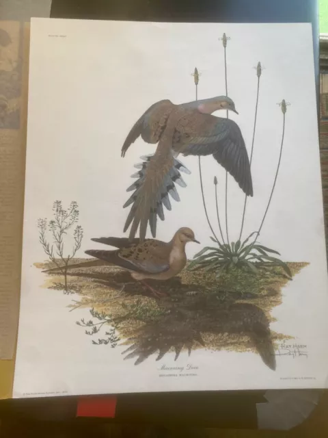 RAY HARM Lithograph MORNING DOVE /Zenaidura Macroura Signed w/Folder/& paperwork RAY HARM Lithograph MORNING DOVE /Zenaidura Macroura Signed w/Folder/& paperwork
