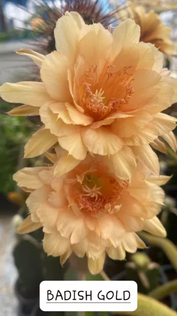 Hildewintera lobivia " BADISH GOLD " hybrid astrophytum ariocarpus rare 