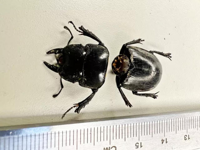 Lucanidae Dorcus Aulacostethus a2