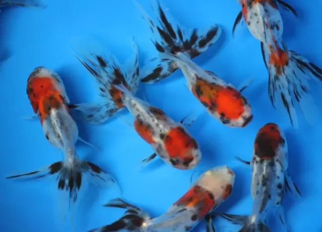 Live Calico Oranda Goldfish Medium for fish tank, koi pond or aquarium