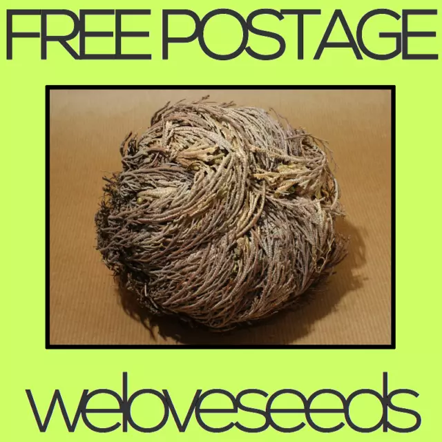 LOCAL AUSSIE STOCK - Rose Of Jericho, Anastatica Flower Seeds ~5x FREE SHIPPING