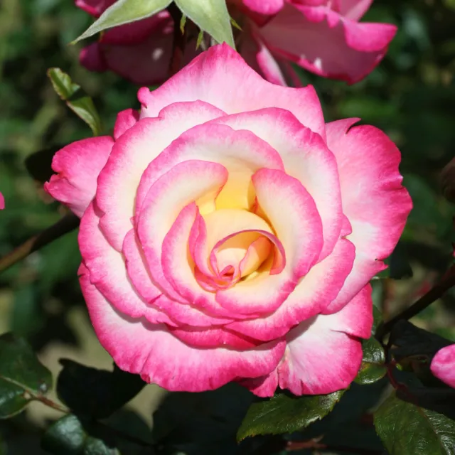 Harkness Roses, Rose Handel 3L or 4L Pot