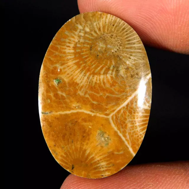 Natural Marvellous Morocco Fossil Coral 24.55Cts. Oval Cabochon Loose Gemstone