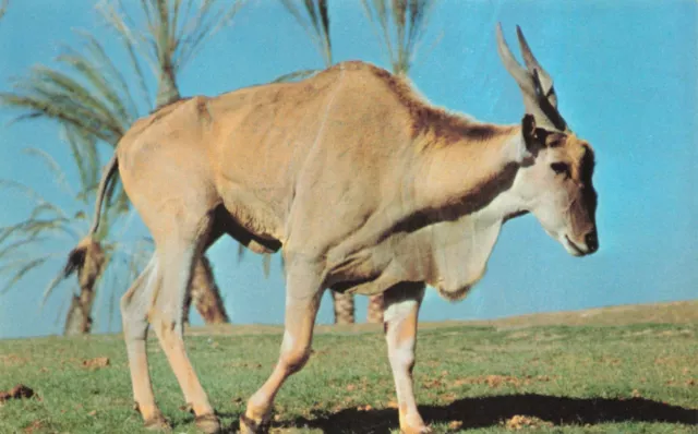 Postcard Addax Spiral-horned Antelope North Carolina Zoological Park Asheboro