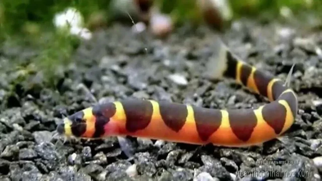 Kuhlii Loach (Pangio sp.) - Live Freshwater Fish
