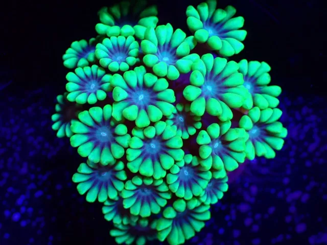 🇦🇺🐠ULTRA BLUE TIP/FLURO Green Australian Two Head Frammer Coral