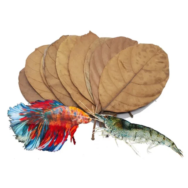 Natural Ceylon Dried Jack Fruit Leaves 100pcs Organic Bio Shrimp Aquarium Leaves