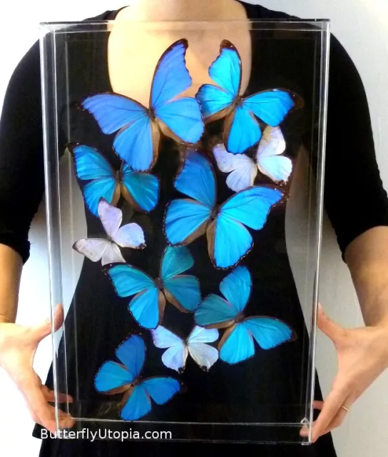 Real 3D Framed Morpho Butterfly Art - 12x18 Acrylic Frame