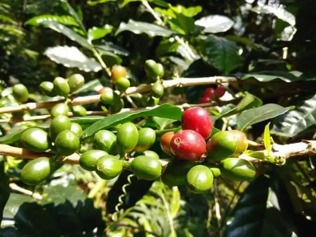 Ceylon Coffee Arabica 200+ Seeds Tropical Exotic Bean Plant Tree Shrub Rare New