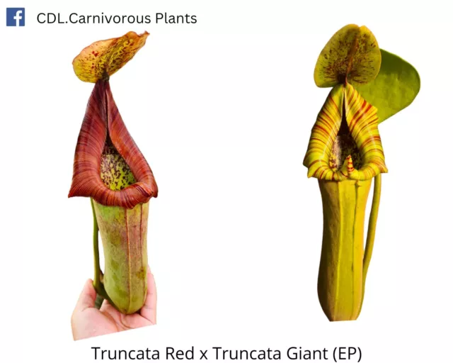 Nepenthes Truncata Red x Truncata Giant SEEDS*