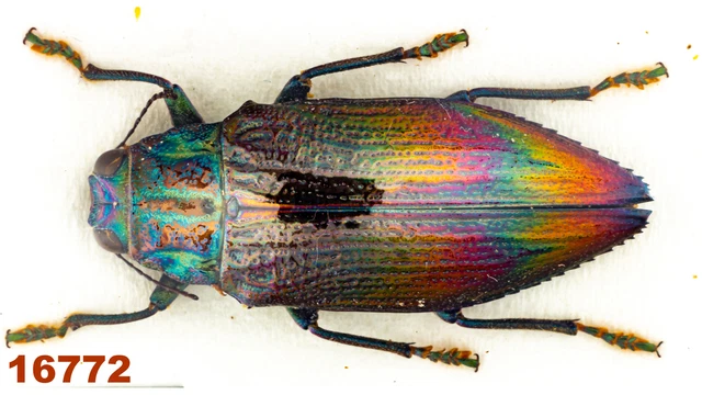 Buprestidae: Chrysodema iris  A1, 27 mm , 1 pc
