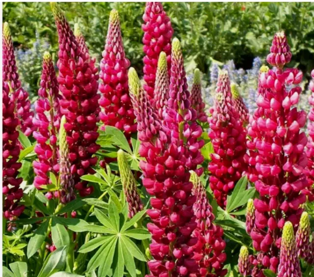 Lupin Russell The Pages Plant Perennial 2 x1 Litre Pot Great Garden Favourite