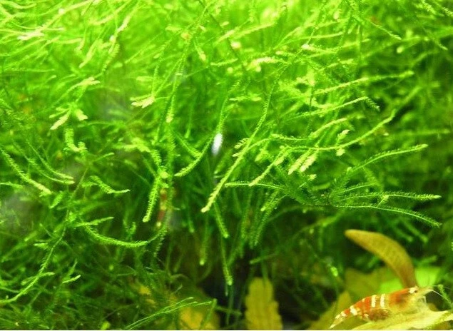Javamoos / Vesicularia dubyana in einer 125 ml Dose, Moos