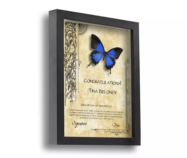 OLD WORLD Real Butterfly Plaque Award Anniversary Diploma Certificate Gift
