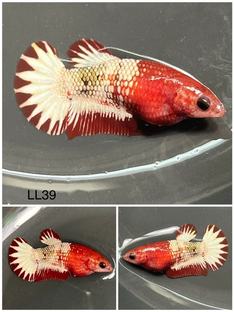 Female Betta Live Fish Red Fancy Star Tail Good For Sorority Or Breeding LL39