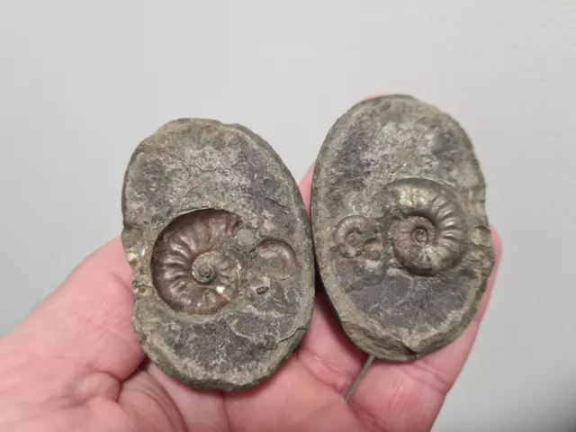 Genuine Whitby Yorkshire Jurassic Eleganticeras Ammonite Fossil