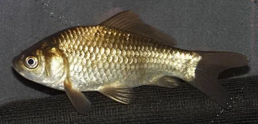 1.75" - 3" Black Comet Goldfish - LIVE FISH cold water pond fish 3
