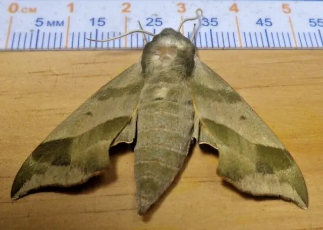 Virginia Creeper Sphinx Moth Darapsa myron Sphingidae Lepidoptera SE Texas C111