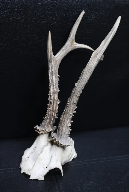ANCIEN TROPHEE DE CHASSE FRANCE. CORNE DE CHEVREUIL . BOIS 15 cm 4 CORS