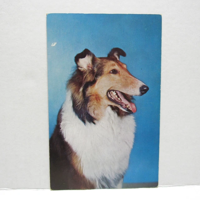 Postcard Vintage Man's Best Friend Dog Animal Collie Companion Family Loyalty