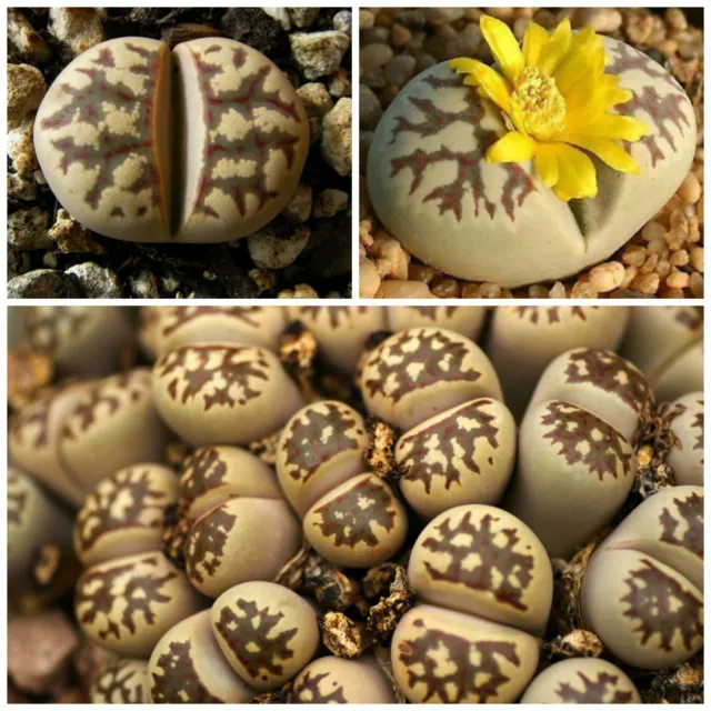 50 graines de Lithops dorotheae, pierres vivantes, plantes semi-succulentes F