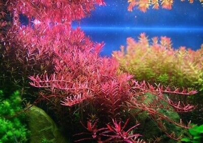 3 Stems rotala Colorata live aquarium plants beautiful!!! FREE S/H Rare!!