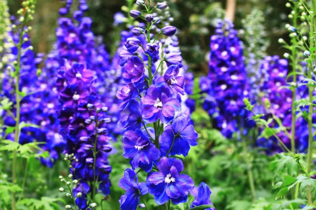 100 BLUE SPIRE LARKSPUR Delphinium Consolida Ambigua Ajacis Flower Seeds