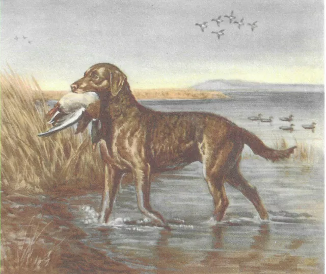 Chesapeake Bay Retriever - CUSTOM MATTED - Dog Print - Megargee