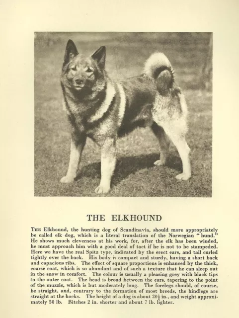 Norwegian Elkhound - CUSTOM MATTED - 1931 Vintage Dog Art Print