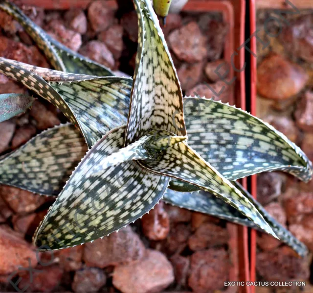 RARE ALOE DELTOIDEODONTA exotic color hybrid succulent agave cacti seed 10 SEEDS