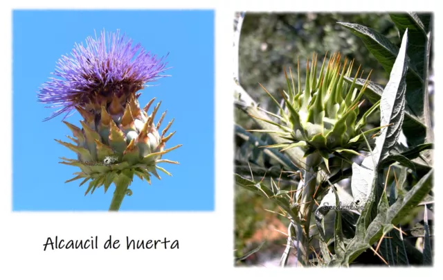 Cynara cardunculus - Alcaucil de huerta - 50 semillas - seeds - Graines - Semi