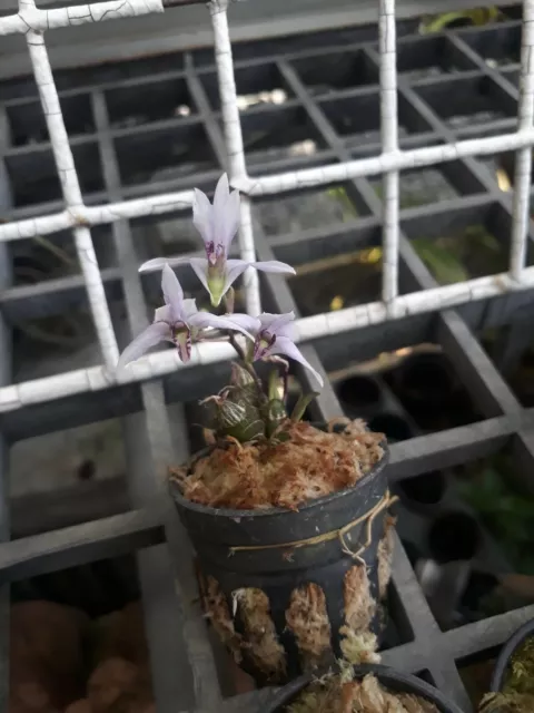 Dendrobium laterale miniature Orchid plant species + PHYTO CERTIFICATE