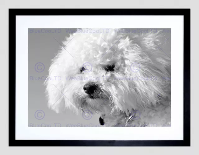 Bichon Frise Black White Dog Black Frame Framed Art Print Picture Mount B12X8042