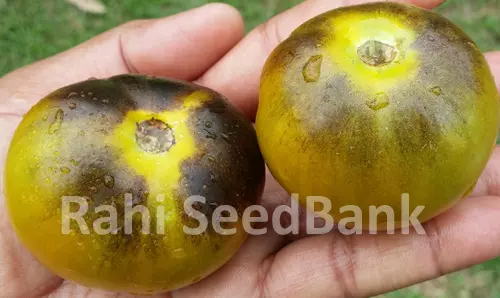 Wagner Blue Green - Tomato One of the Most Rare, Unique Tomato Variety -10 Seeds