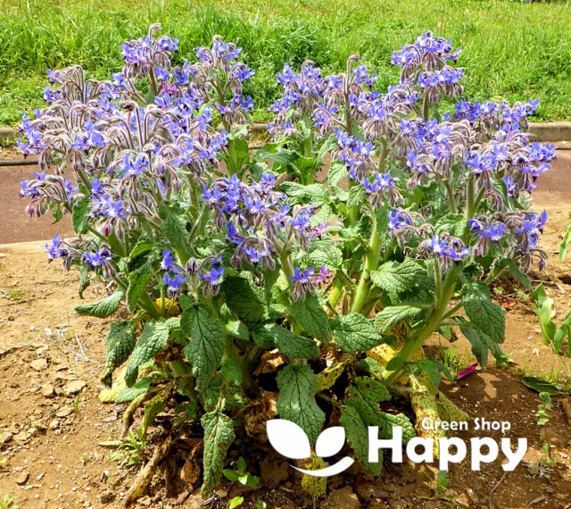 Herb - Borage - Borago officinalis - 100 SEEDS - Hardy Annual Flower