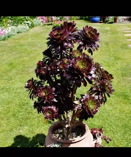 Aeonium Zwartkop ‘Black Rose’ Succulent Plant
