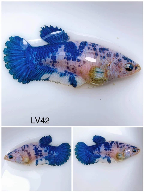 Betta Live Fish Female Marble HMPK LV42 Ask Seller Shipping Cost Before Buy