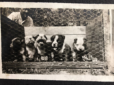 Antique Pitbull Dogs Puppies Album Page Adorable X 5 Too Cute